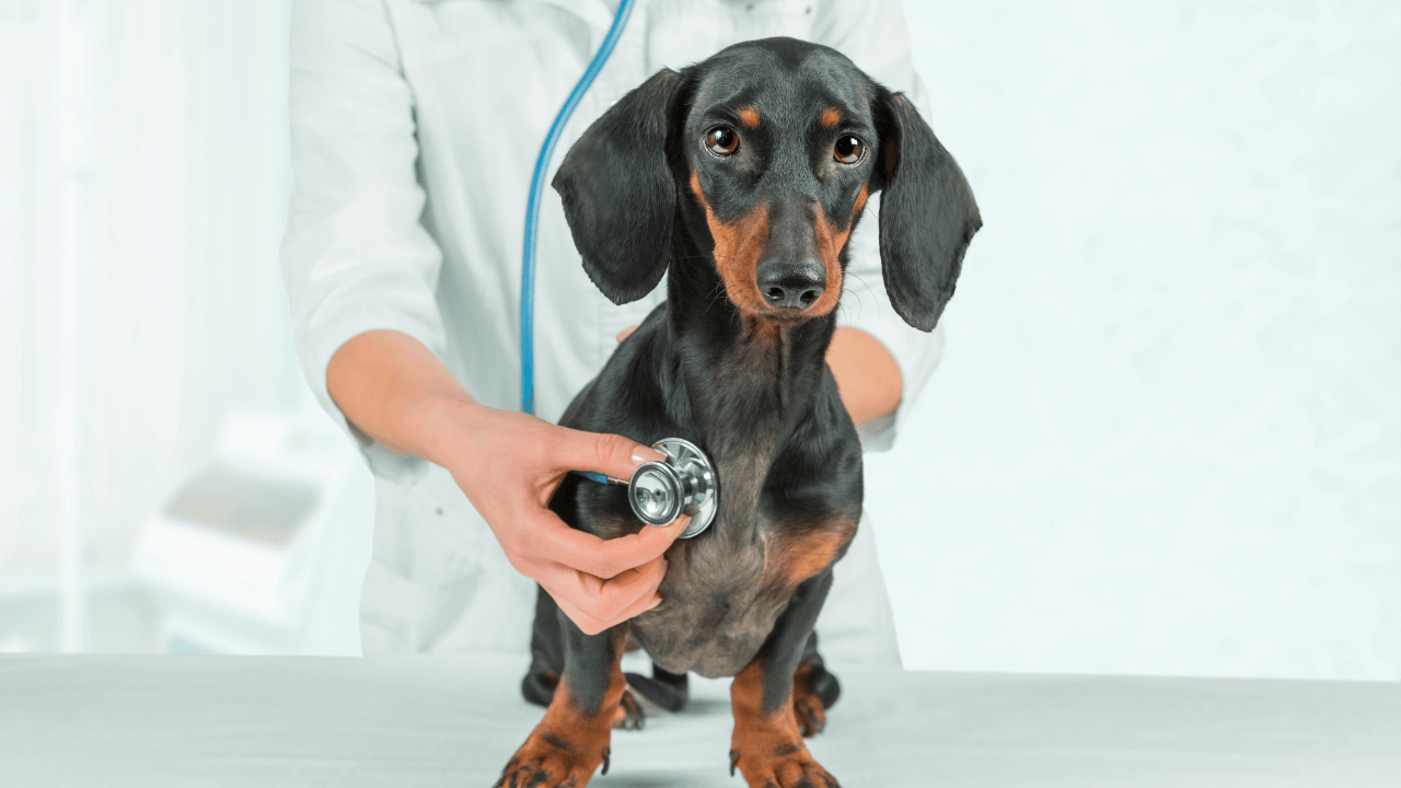 Quando levar seu cachorro ao veterinário em Guarulhos