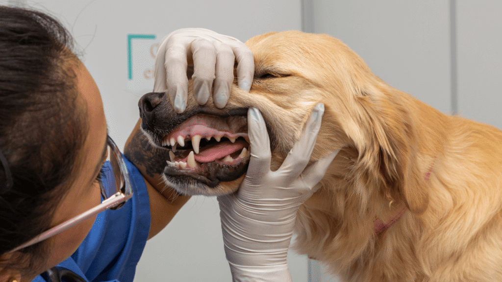 Quando levar seu cachorro ao veterinário em Guarulhos Quando levar seu cachorro ao veterinário em Guarulhos