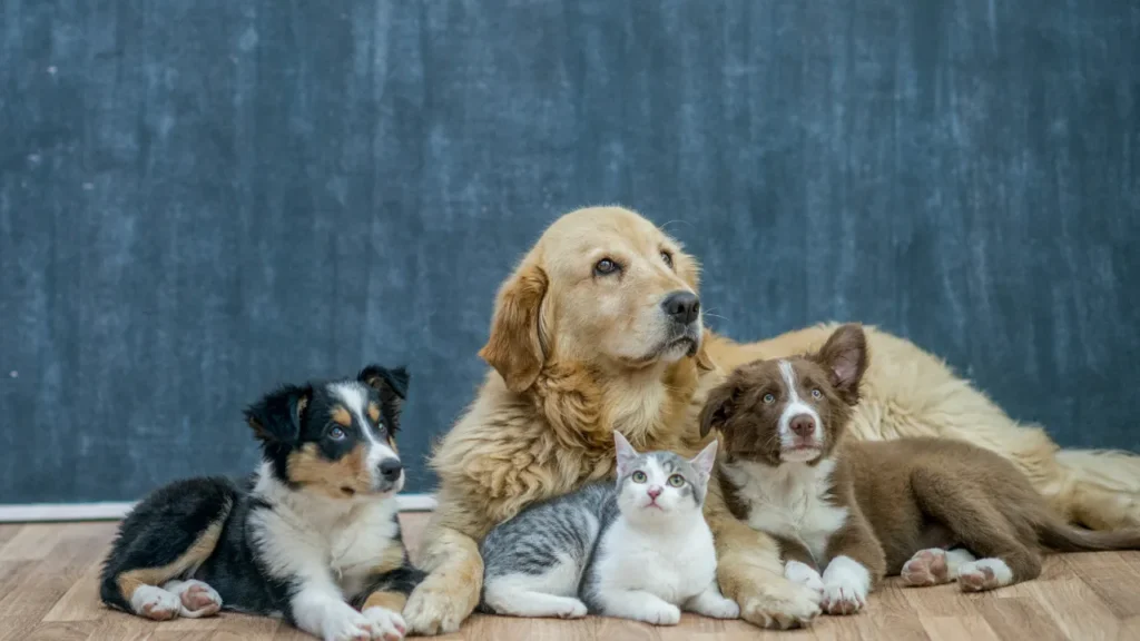 Quanto custa um hotel para cachorro em Guarulhos Quanto custa um hotel para cachorro em Guarulhos