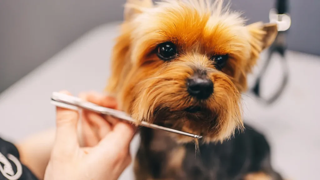 banho e tosa Guarulhos para pets sensíveis banho e tosa Guarulhos para pets sensíveis