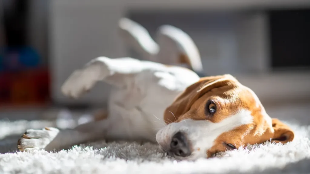 Hotel para cachorro guarulhos