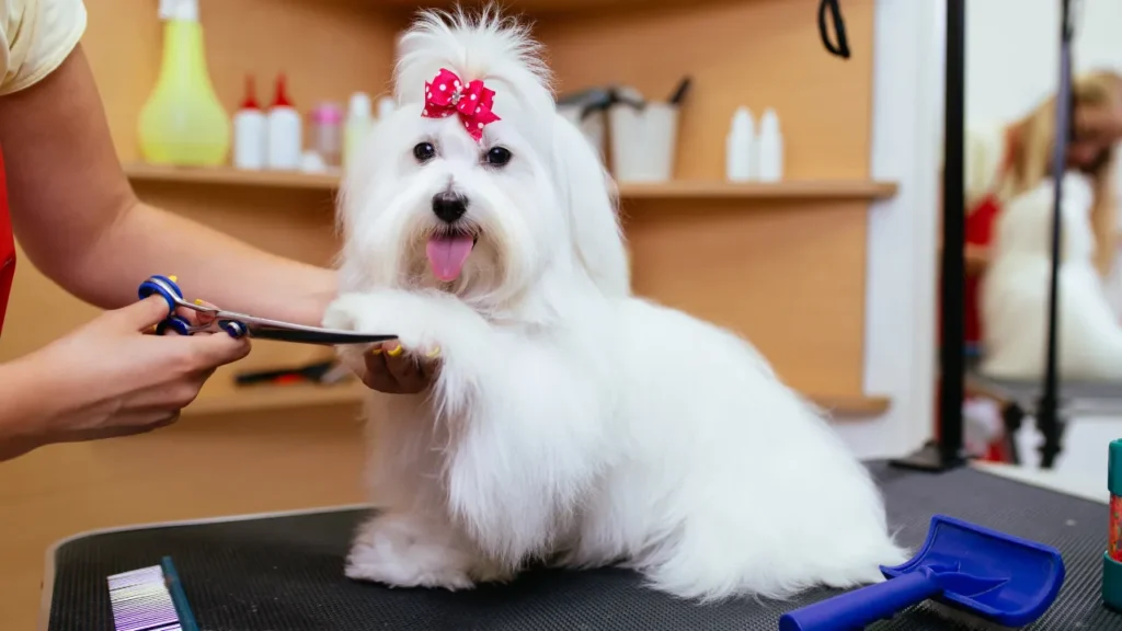 banho e tosa Guarulhos para pets sensíveis banho e tosa Guarulhos para pets sensíveis