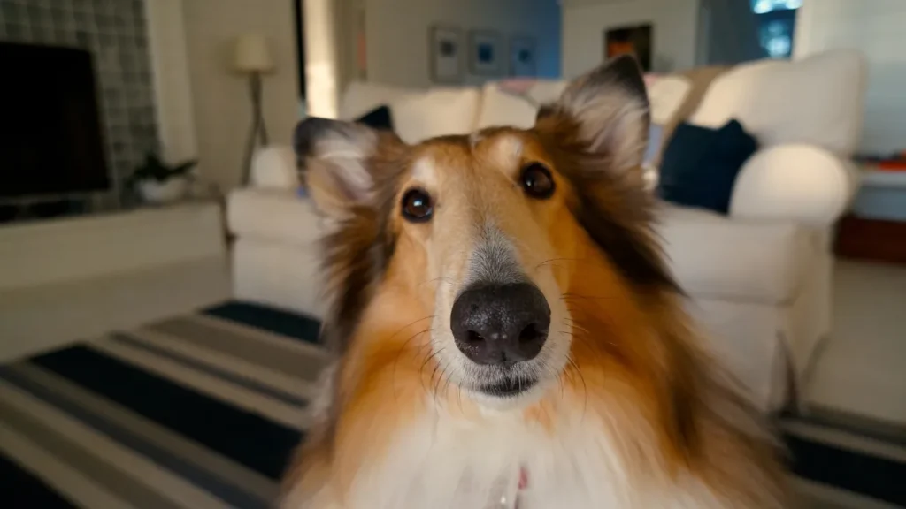 7 benefícios de escolher um hotel para cães em Guarulhos para seu melhor amigo