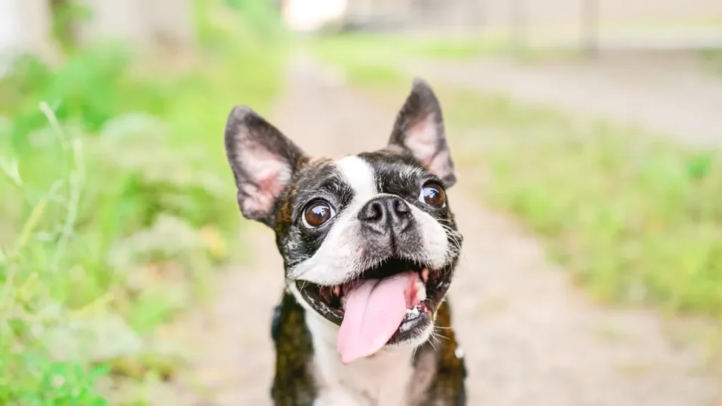 Quanto custa a diária de um hotel para cachorro em Guarulhos: guia completo de preços e serviços para 2025 Quanto custa a diária de um hotel para cachorro em Guarulhos: guia completo de preços e serviços para 2025