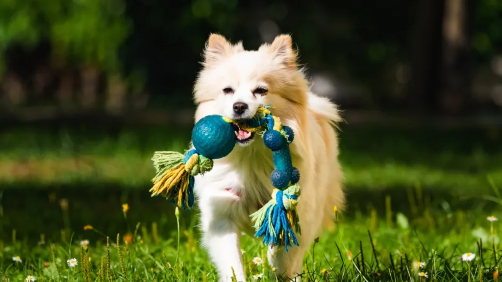 Quanto custa a diária de um hotel para cachorro em Guarulhos: guia completo de preços e serviços para 2025 Quanto custa a diária de um hotel para cachorro em Guarulhos: guia completo de preços e serviços para 2025