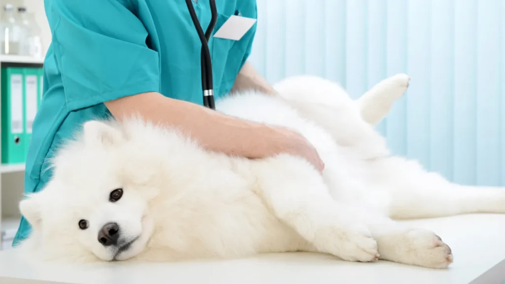 Quando Levar Seu Pet ao Veterinário em Guarulhos? Sintomas Que Não Podem Ser Ignorados"