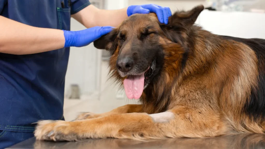 Veterinário em Guarulhos atende em casa? Veterinário em Guarulhos atende em casa?