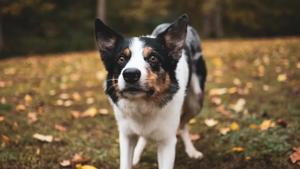 Com quantos meses pode castrar um cachorro? Com quantos meses pode castrar um cachorro?