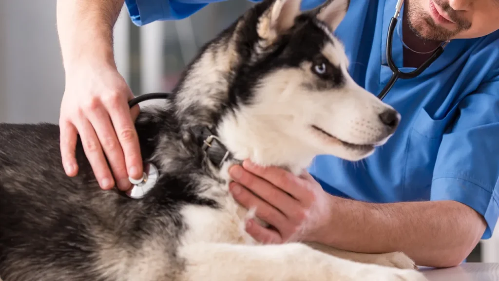 Veterinário em Guarulhos atende em casa? Veterinário em Guarulhos atende em casa?