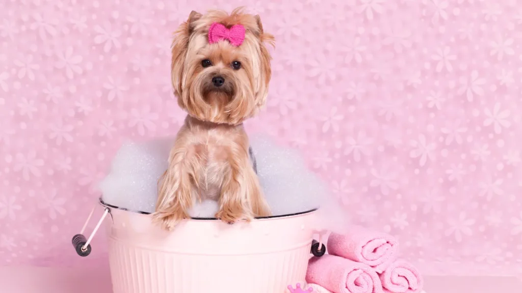 7 lugares para banho e tosa de cachorro em Guarulhos que seu pet vai amar 7 lugares para banho e tosa de cachorro em Guarulhos que seu pet vai amar