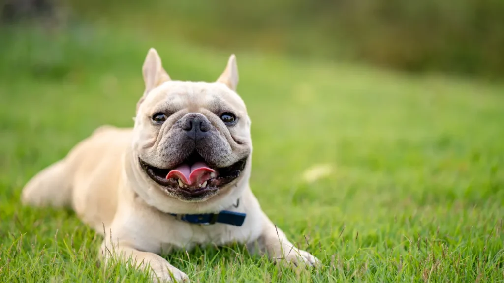 Com quantos meses pode castrar um cachorro?