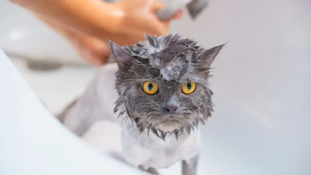 7 dicas essenciais de banho e tosa em Guarulhos para gatos que todo tutor precisa conhecer 7 dicas essenciais de banho e tosa em Guarulhos para gatos que todo tutor precisa conhecer