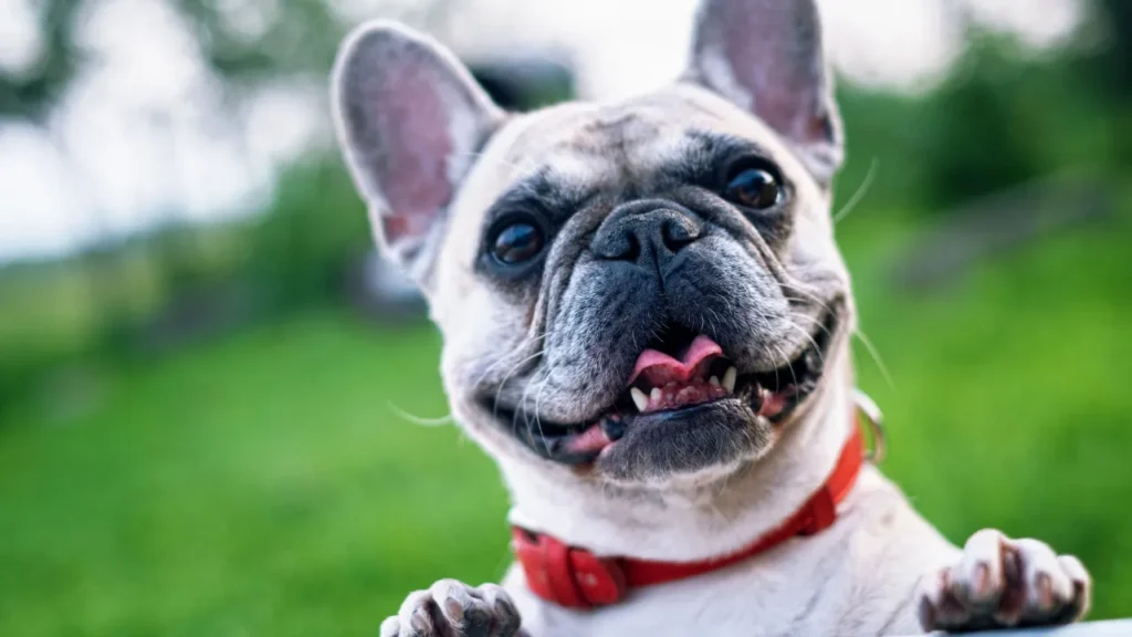 Com quantos meses pode castrar um cachorro? Com quantos meses pode castrar um cachorro?