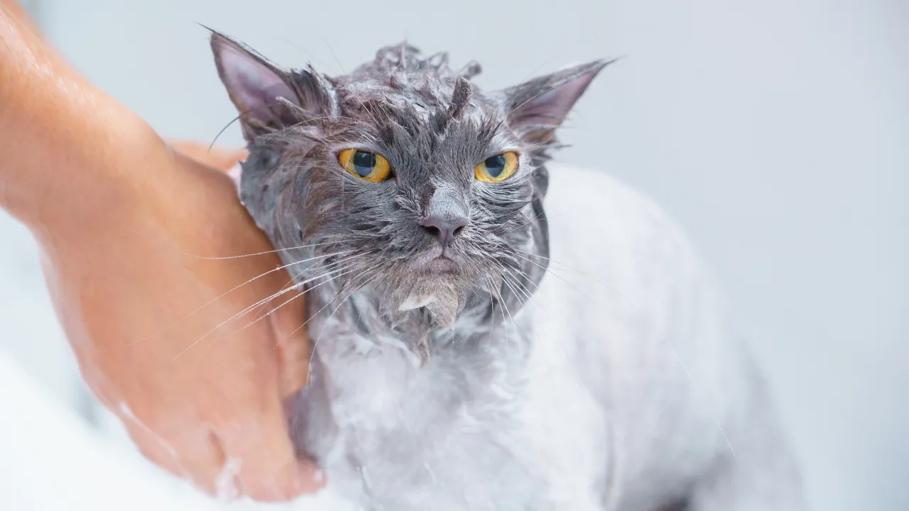 7 dicas essenciais de banho e tosa em Guarulhos para gatos que todo tutor precisa conhecer