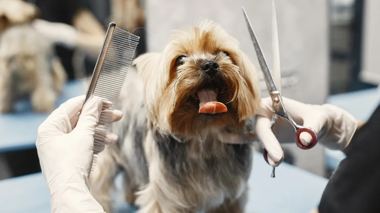 banho e tosa Guarulhos para pets sensíveis