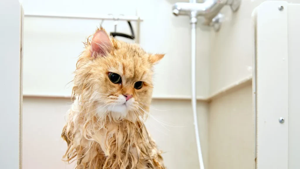 7 dicas essenciais de banho e tosa em Guarulhos para gatos que todo tutor precisa conhecer 7 dicas essenciais de banho e tosa em Guarulhos para gatos que todo tutor precisa conhecer