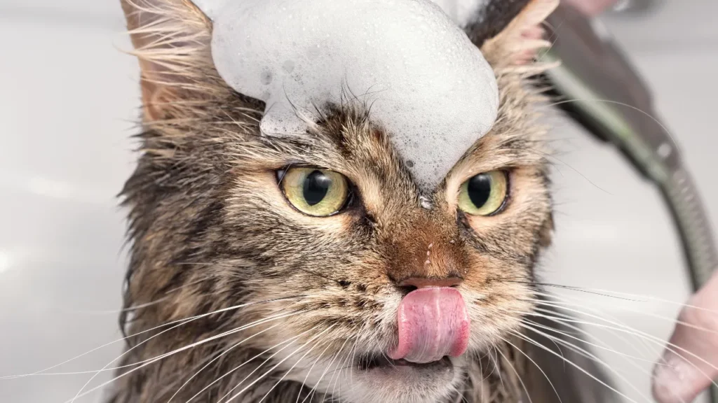 7 dicas essenciais de banho e tosa em Guarulhos para gatos que todo tutor precisa conhecer 7 dicas essenciais de banho e tosa em Guarulhos para gatos que todo tutor precisa conhecer