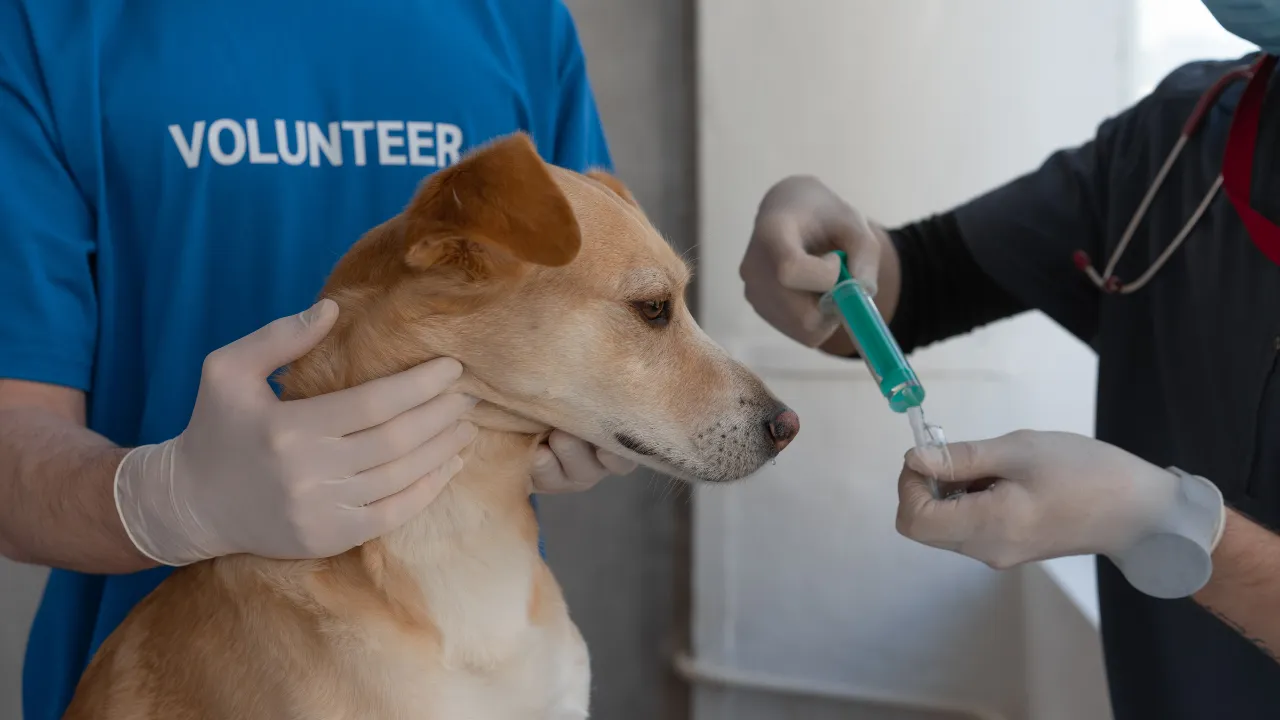 Veterinário em Guarulhos atende em casa?