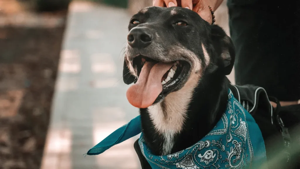 Quanto custa um hotel para cachorro em Guarulhos