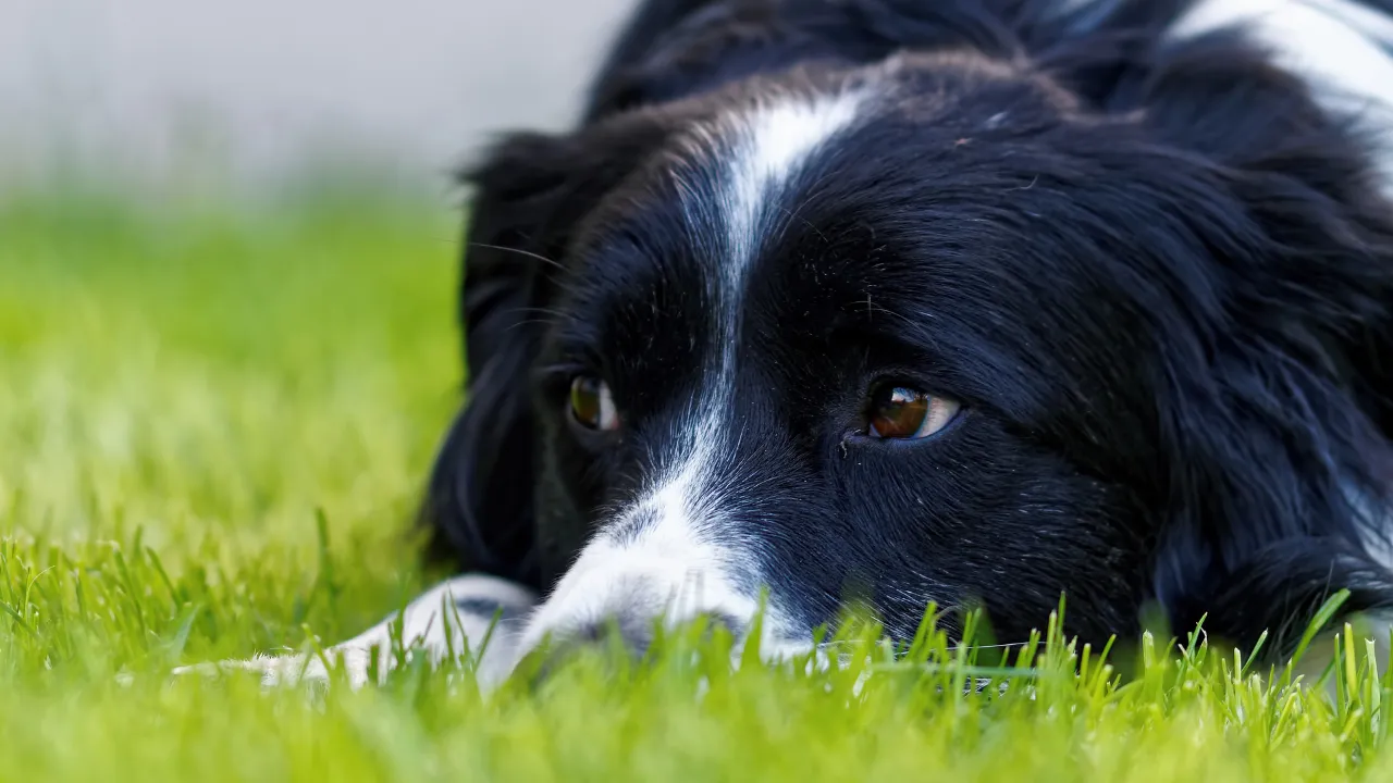 Com quantos meses pode castrar um cachorro?
