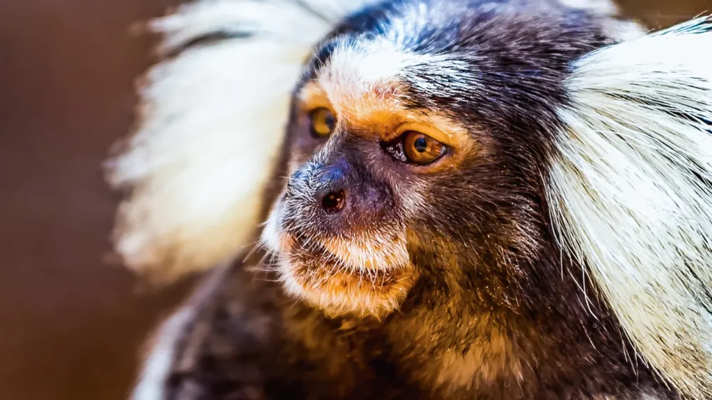 Lista de animais silvestres permitidos pelo IBAMA