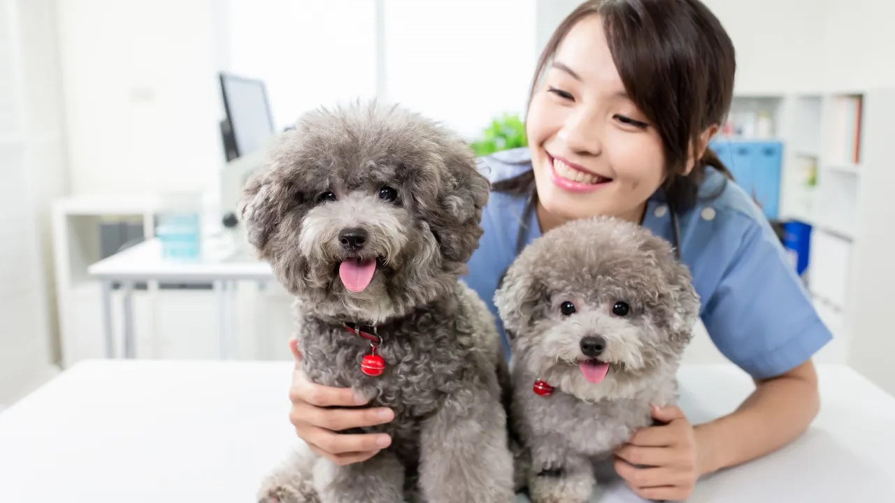 melhores veterinários em Guarulhos