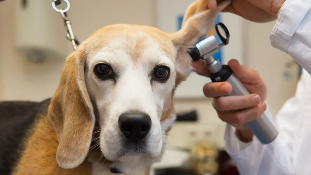 veterinário vila galvão-Guarulhos veterinário vila galvão-Guarulhos