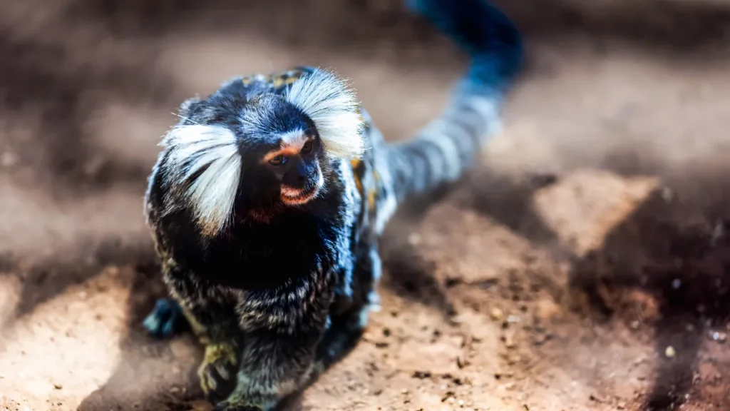 Lista de animais silvestres permitidos pelo IBAMA Lista de animais silvestres permitidos pelo IBAMA