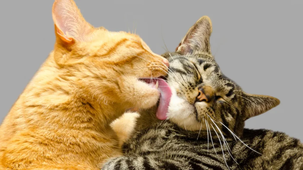 FIV e FeLV: como proteger seu gato