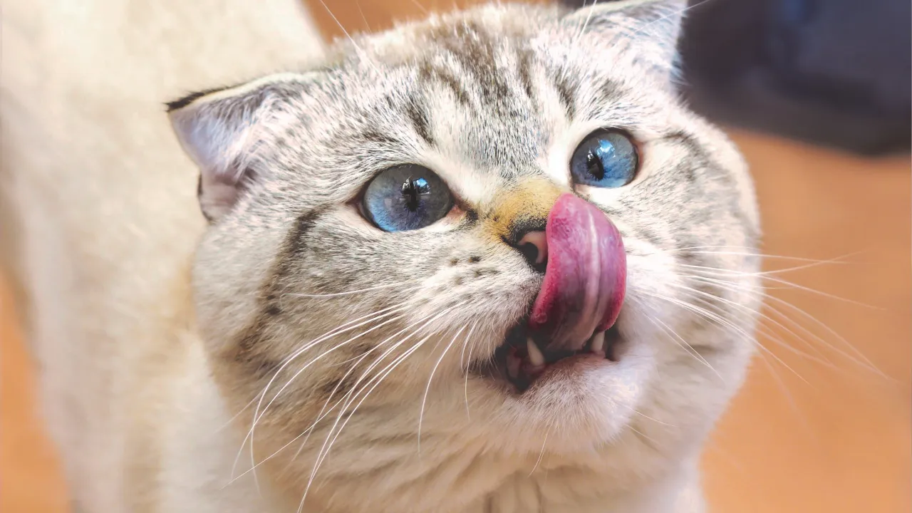 FIV e FeLV: como proteger seu gato