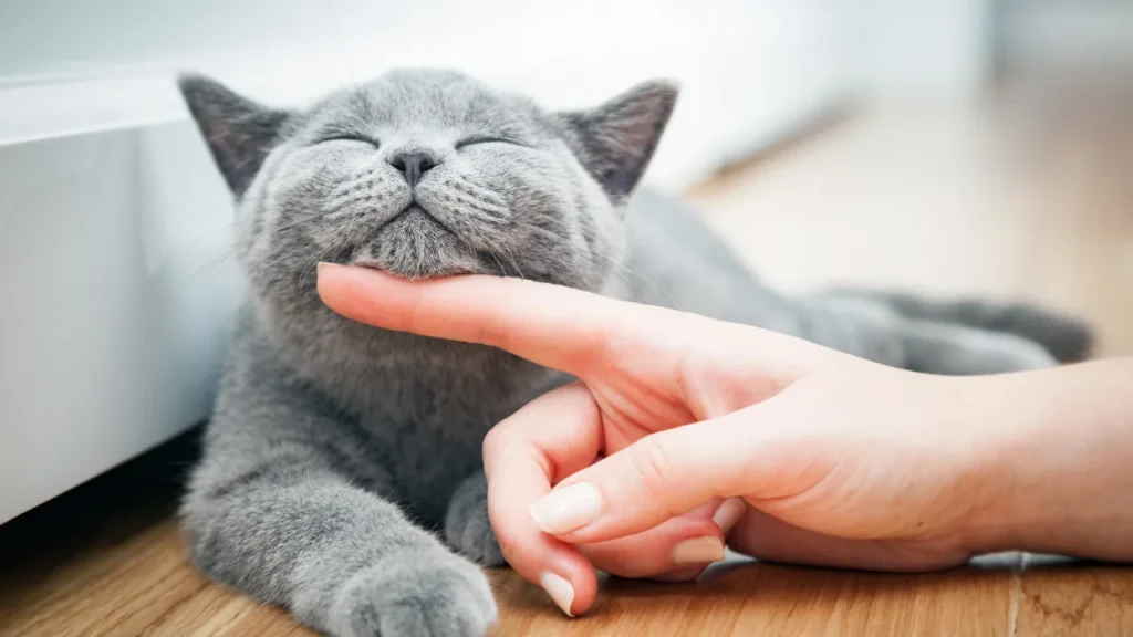 FIV e FeLV: como proteger seu gato FIV e FeLV: como proteger seu gato